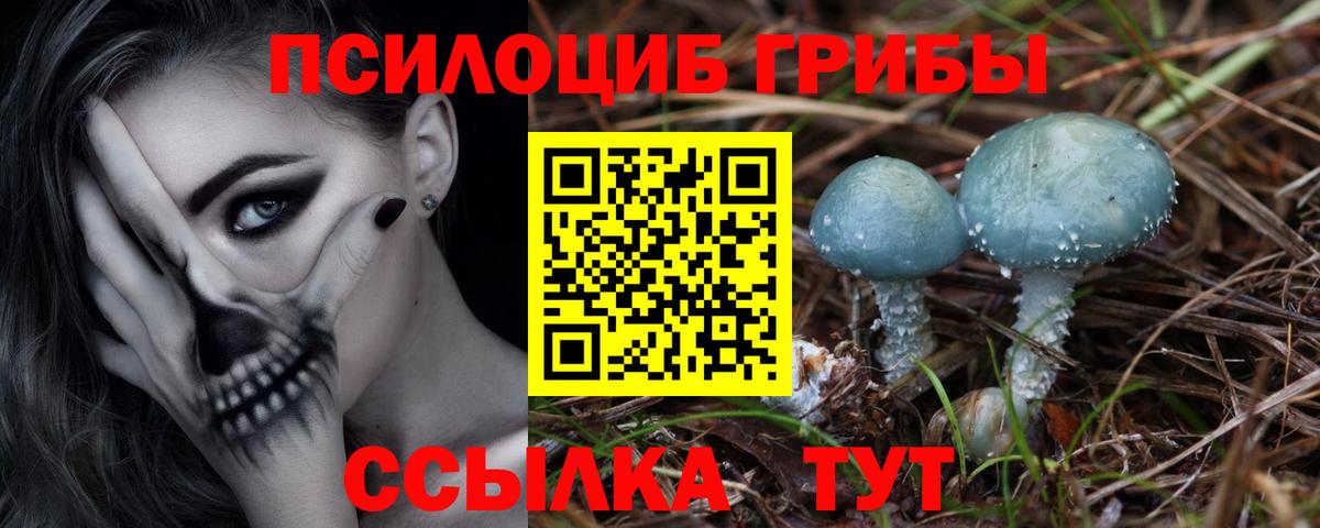 где найти   Псилоцибиновые грибы мицелий  Вход с VPN  Горно-Алтайск 